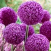 Allium Ambassador 20cm+ Ornamental Onions -Plant Flower Store Allium Ambassador 0004008 2 51658.1628594110