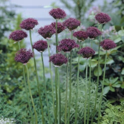 Allium Atropurpureum 7/8cm Ornamental Onions