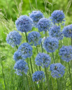Allium Azureum 4cm+ Ornamental Onions 8 Allium Azureum 4cm+ Ornamental Onions -Plant Flower Store Allium Azureum Caeruleum 0000420 2 83758.1628597695