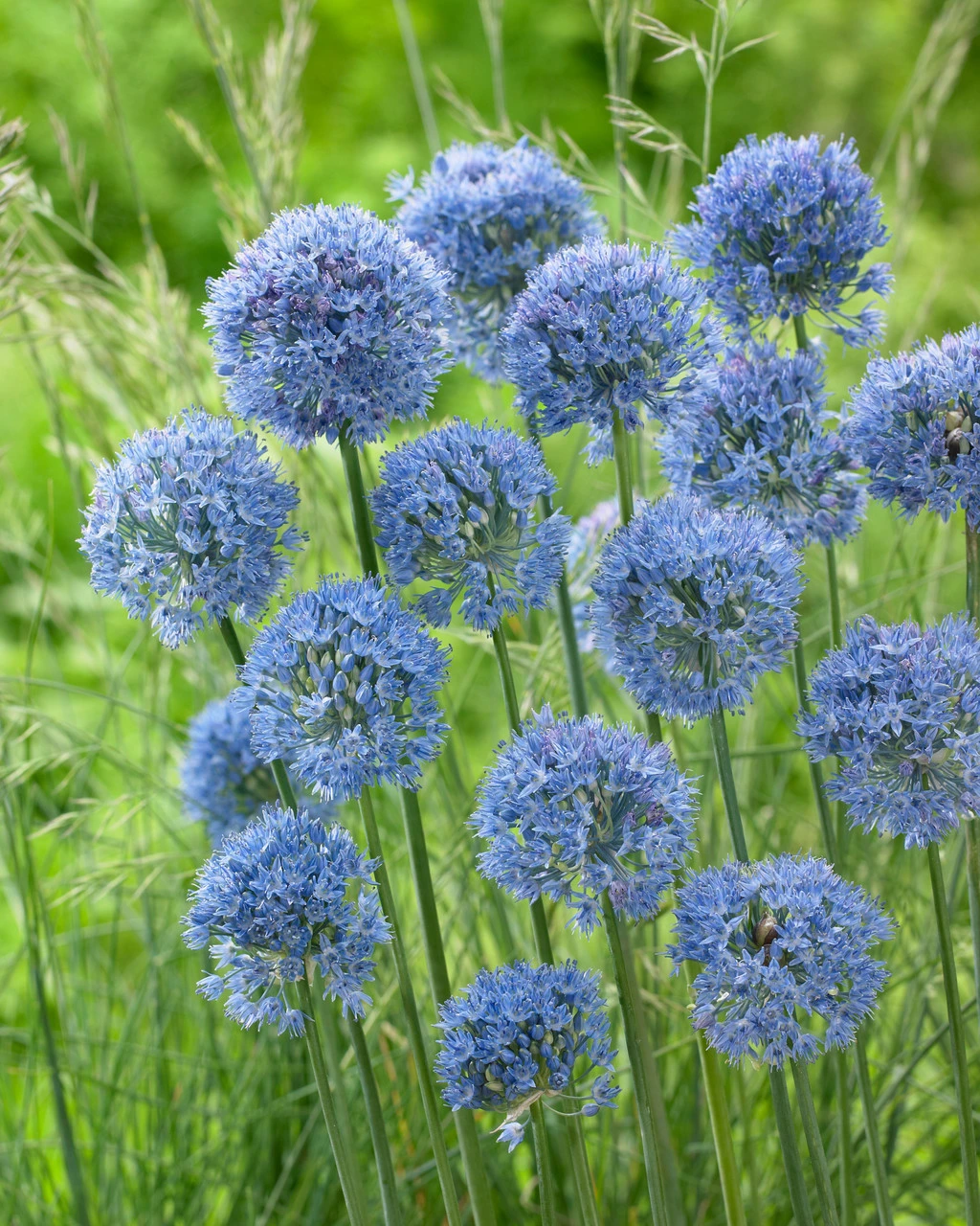 Allium Azureum 4cm+ Ornamental Onions 5 Allium Azureum 4cm+ Ornamental Onions - Image 3