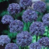 Allium Azureum 4cm+ Ornamental Onions -Plant Flower Store Allium Azureum Caeruleum 0000420 3 29095.1655906094