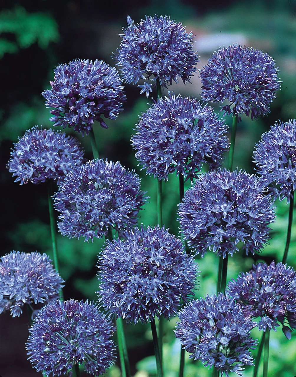 Allium Azureum 4cm+ Ornamental Onions 3 Allium Azureum 4cm+ Ornamental Onions