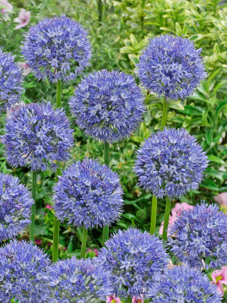 Allium Azureum 4cm+ Ornamental Onions 4 Allium Azureum 4cm+ Ornamental Onions - Image 2