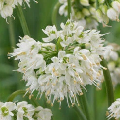 Allium Cernuum 'White Dwarf' Nodding Onion -Plant Flower Store Allium Cernuum White Dwarf 0014771 2 68495.1687522070