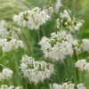 Allium Cernuum 'White Dwarf' Nodding Onion 1 Allium Cernuum 'White Dwarf' Nodding Onion -Plant Flower Store Allium Cernuum White Dwarf 0014771 23063.1687522069