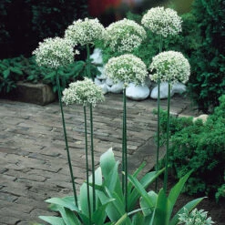 Allium Collection Ornamental Onions -Plant Flower Store Allium Collection 1021431 10 68645.1687961564