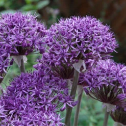 Allium Collection Ornamental Onions -Plant Flower Store Allium Collection 1021431 12 03990.1687961565