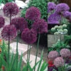 Allium Collection Ornamental Onions -Plant Flower Store Allium Collection 1021431 13 99418.1687961565