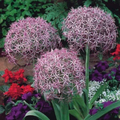 Allium Collection Ornamental Onions -Plant Flower Store Allium Collection 1021431 3 82566.1687961564
