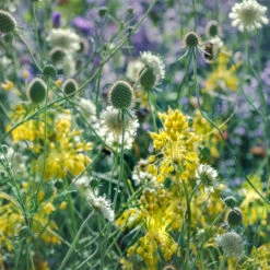 Allium Flavum Ornamental Onions -Plant Flower Store Allium Flavum 0000425 3 97840.1690442741