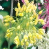 Allium Flavum Ornamental Onions -Plant Flower Store Allium Flavum 0000425 44732.1623343228
