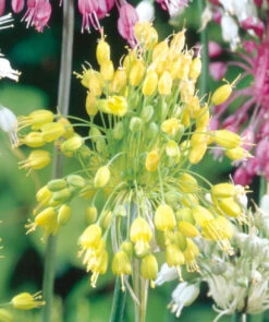 Allium Flavum Ornamental Onions