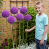 Allium Giganteum 18cm+ Ornamental Onions -Plant Flower Store Allium Giganteum 0000426 07210.1628593225