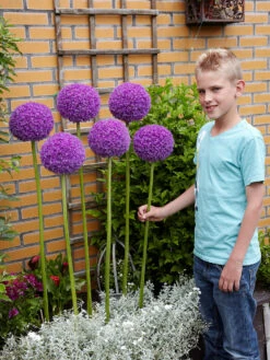 Allium Giganteum 18cm+ Ornamental Onions