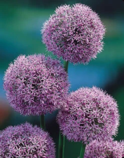 Allium Gladiator 18cm+ Ornamental Onions -Plant Flower Store Allium Gladiator 0000427 2 45987.1623343229