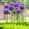 Allium Gladiator 18cm+ Ornamental Onions -Plant Flower Store Allium Gladiator 0000427 27143.1623343229