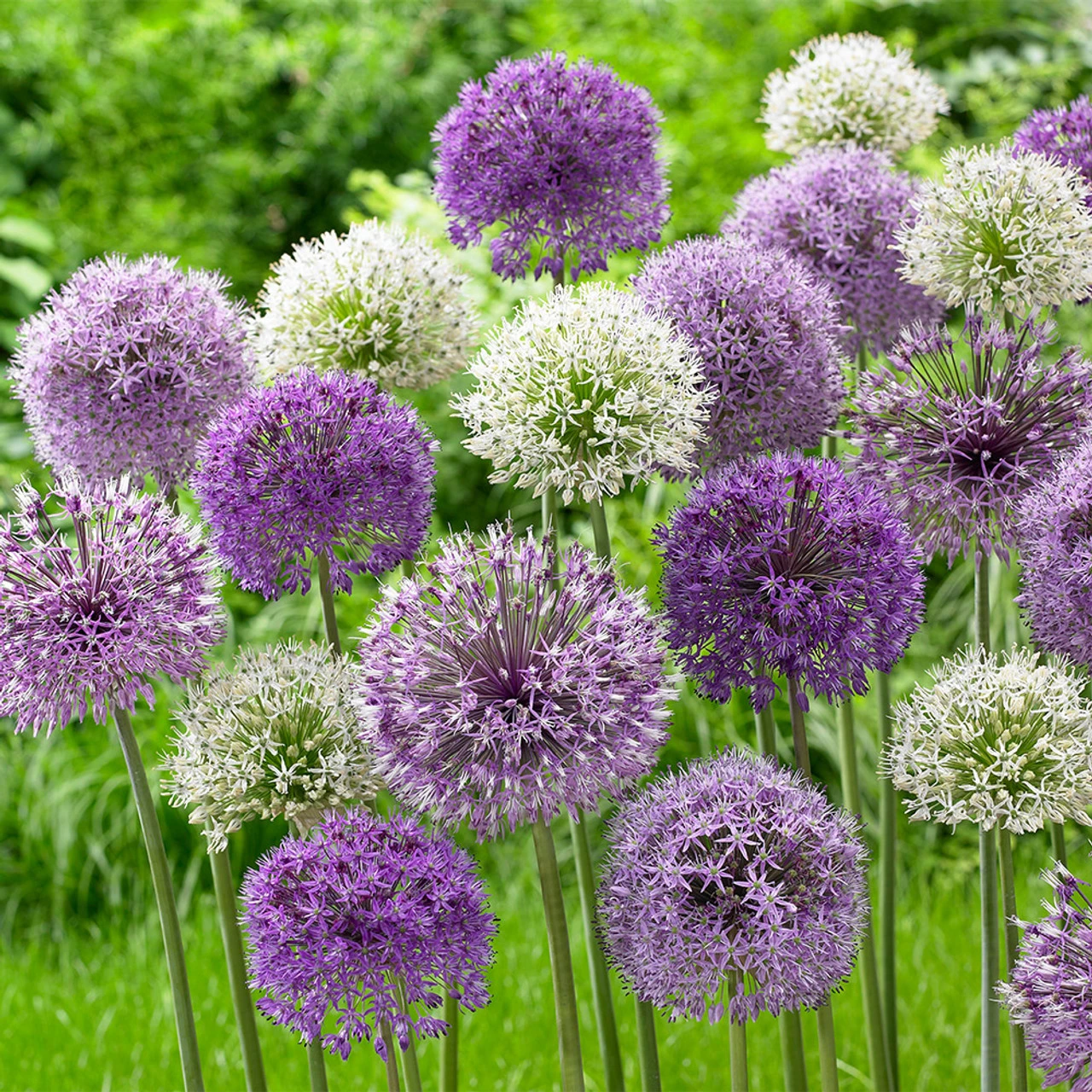Allium Haarlem Superglobe Mixed 10/12cm Ornamental Onions 3 Allium Haarlem Superglobe Mixed 10/12cm Ornamental Onions