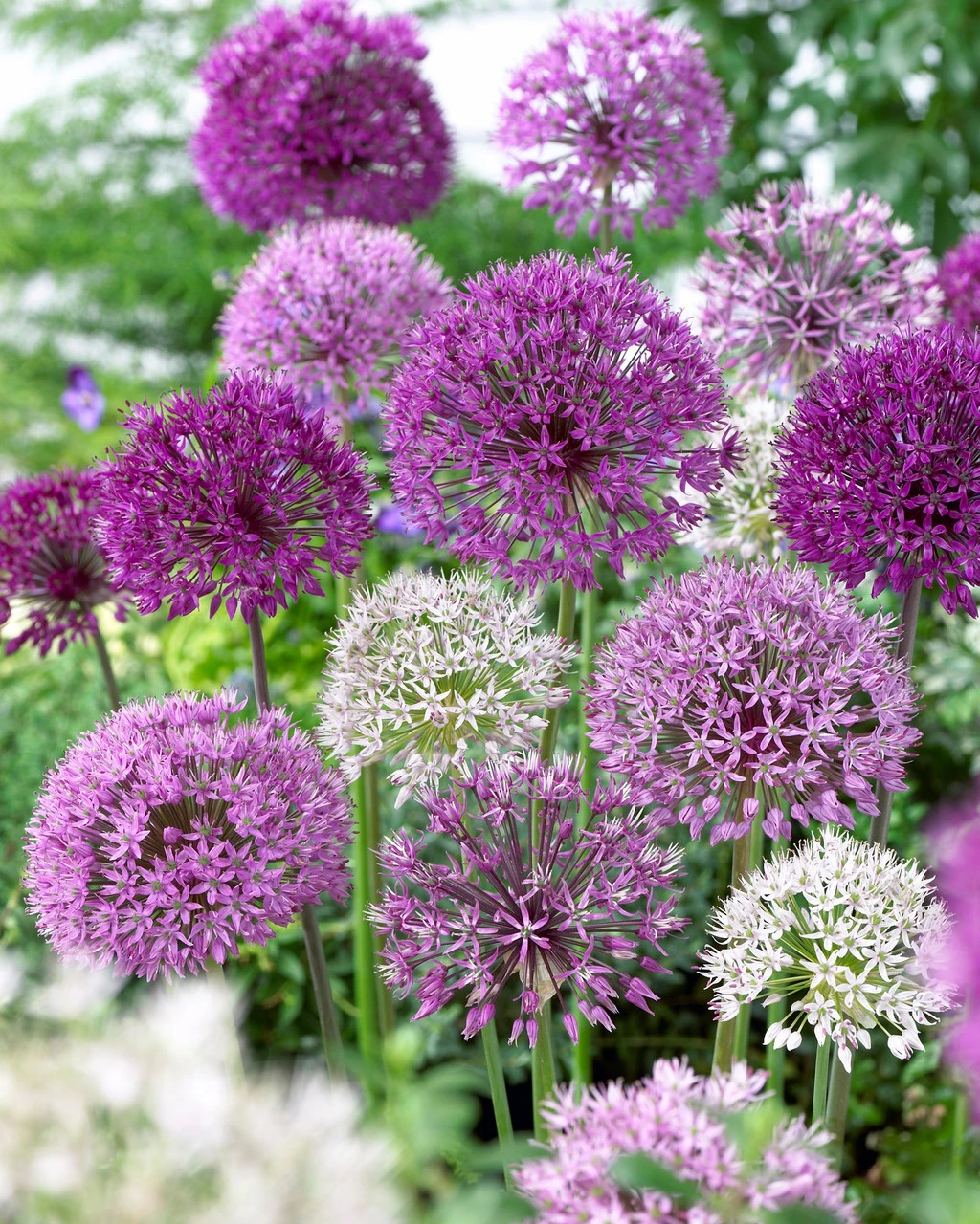 Allium Haarlem Superglobe Mixed 10/12cm Ornamental Onions 4 Allium Haarlem Superglobe Mixed 10/12cm Ornamental Onions - Image 2