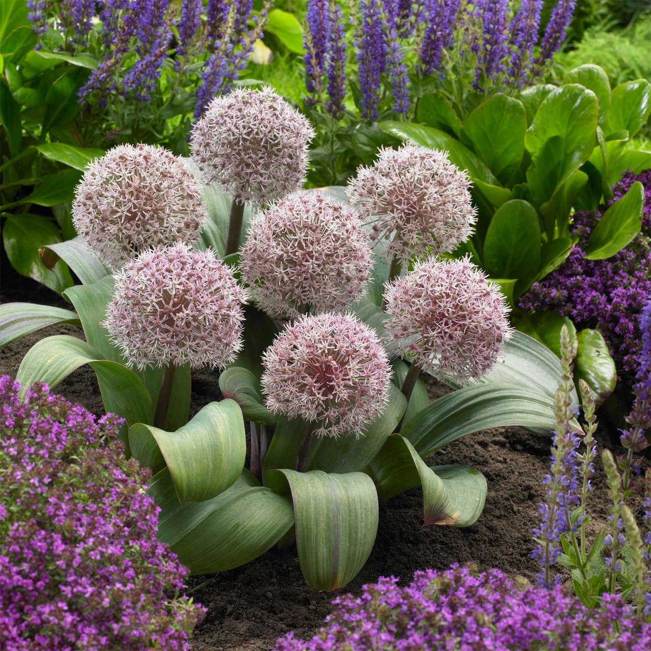 Allium Karataviense 10/12cm Ornamental Onions 3 Allium Karataviense 10/12cm Ornamental Onions