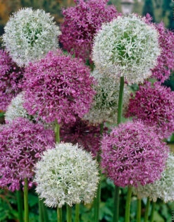 Allium Mars 18cm+ Ornamental Onions -Plant Flower Store Allium Mars 18cm 0003329 2 25857.1655905832