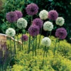Allium Mars 18cm+ Ornamental Onions -Plant Flower Store Allium Mars 18cm 0003329 4 76705.1655905832