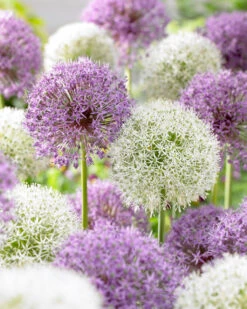 Allium Mars 18cm+ Ornamental Onions -Plant Flower Store Allium Mars 18cm 0003329 62927.1655905832