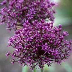 Allium Miami 10cm+ Ornamental Onions -Plant Flower Store Allium Miami 0009890 2 95347.1624444778