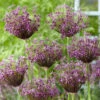 Allium Miami 10cm+ Ornamental Onions -Plant Flower Store Allium Miami 0009890 25961.1624444778
