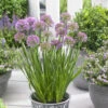 Allium Millenium Ornamental Onions -Plant Flower Store Allium Millenium 0010583 2 51627.1679903167