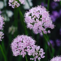 Allium Millenium Ornamental Onions -Plant Flower Store Allium Millenium 0010583 3 94682.1690442210