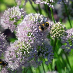 Allium Millenium Ornamental Onions -Plant Flower Store Allium Millenium 0010583 4 83681.1690442210