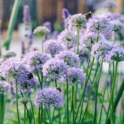 Allium Millenium Ornamental Onions -Plant Flower Store Allium Millenium 0010583 5 70998.1690442210