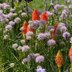 Allium Millenium Ornamental Onions -Plant Flower Store Allium Millenium 0010583 6 68312.1690442210