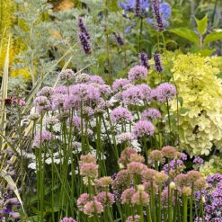 Allium Millenium Ornamental Onions -Plant Flower Store Allium Millenium 0010583 7 16229.1690442230