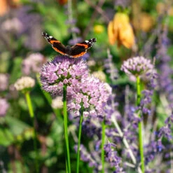 Allium Millenium Ornamental Onions -Plant Flower Store Allium Millenium 0010583 8 17679.1690442230