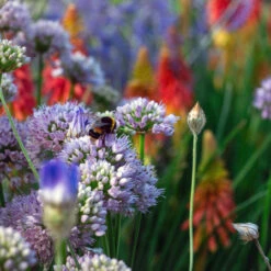 Allium Millenium Ornamental Onions -Plant Flower Store Allium Millenium 0010583 9 72507.1690442230