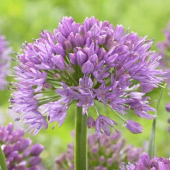 Allium Millenium Ornamental Onions -Plant Flower Store Allium Millenium 0010583 34365.1690442210
