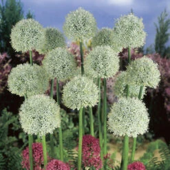 Plant Flower Store 10 Plant Flower Store -Plant Flower Store Allium Mont Blanc 18cm 0004015 2 12445.1655205133