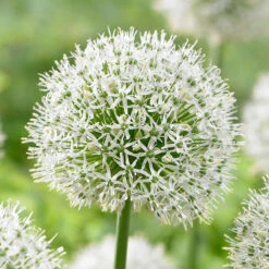 Allium Mont Blanc 18cm+ Ornamental Onions -Plant Flower Store Allium Mont Blanc 18cm 0004015 3 48630.1655205133