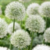 Allium Mont Blanc 18cm+ Ornamental Onions -Plant Flower Store Allium Mont Blanc 18cm 0004015 80755.1655205133