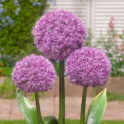 Allium Party Balloons 16/18cm Ornamental Onions -Plant Flower Store Allium Party Balloons 0014109 2 74623.1655205184