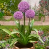 Allium Party Balloons 16/18cm Ornamental Onions -Plant Flower Store Allium Party Balloons 0014109 25771.1655205184