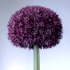 Allium Pinball Wizard 20cm+ Ornamental Onions -Plant Flower Store Allium Pinball Wizard 0006065 2 98023.1628593443