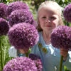 Allium Pinball Wizard 20cm+ Ornamental Onions 1 Allium Pinball Wizard 20cm+ Ornamental Onions -Plant Flower Store Allium Pinball Wizard 0006065 46882.1628593442