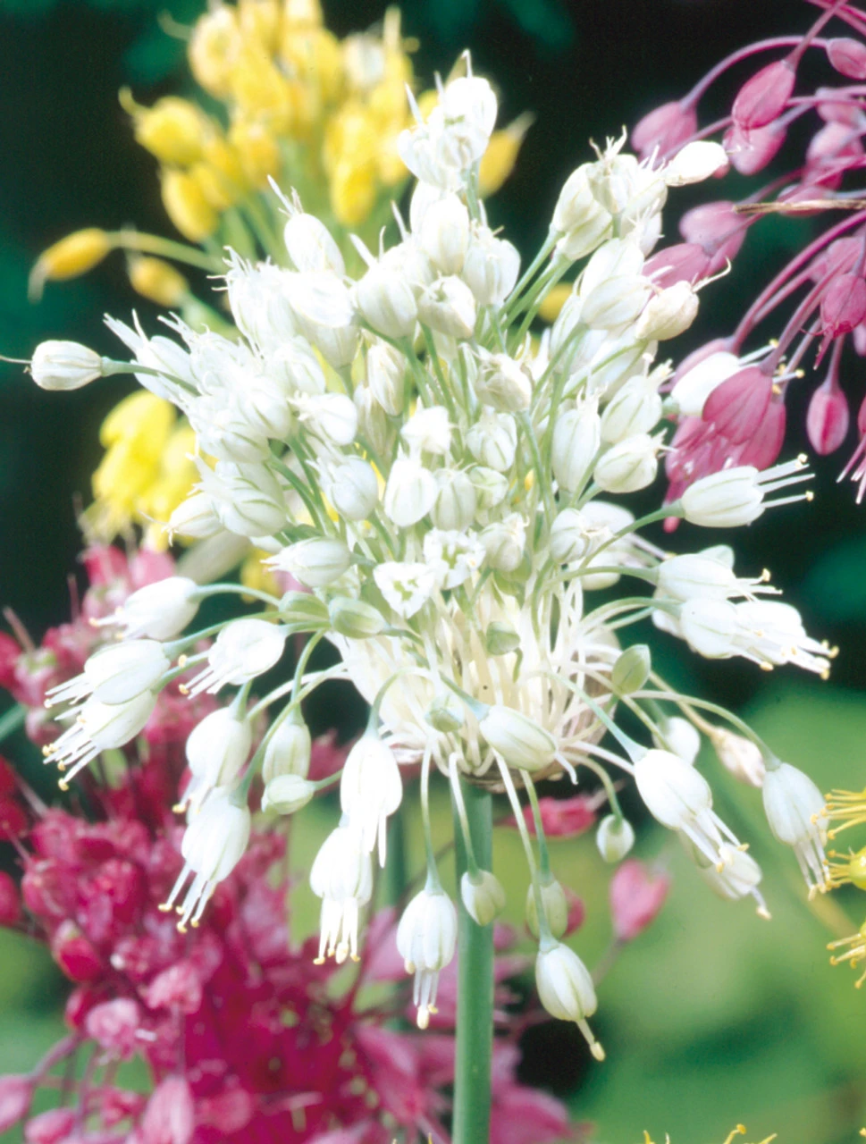 Allium Pulchellum Album Ornamental Onions 3 Allium Pulchellum Album Ornamental Onions