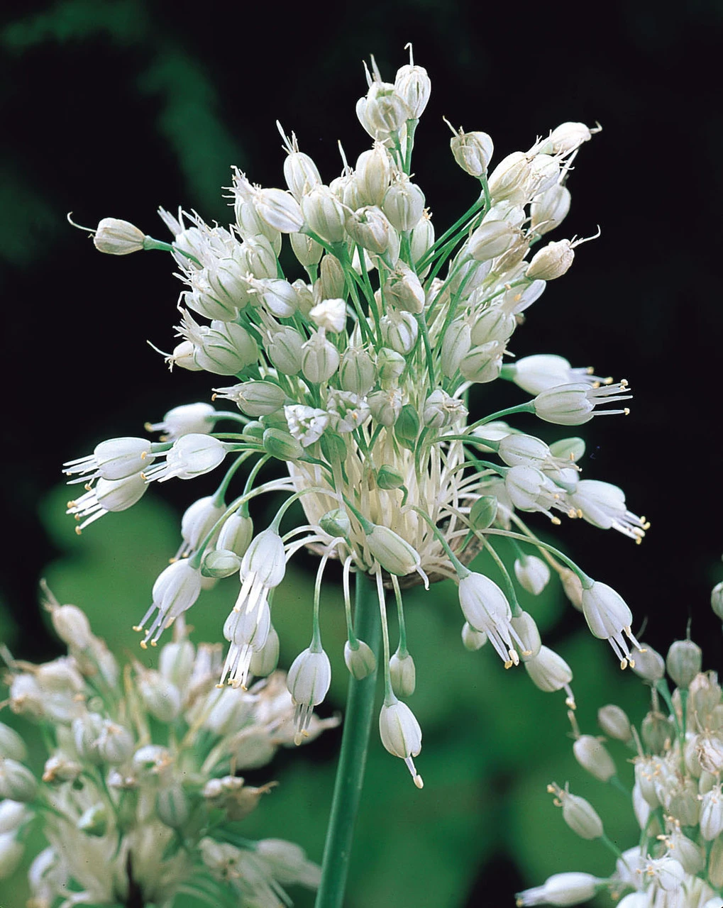 Allium Pulchellum Album Ornamental Onions 4 Allium Pulchellum Album Ornamental Onions - Image 2