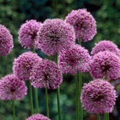 Allium Stipatatum 'Purple Burst' 12/14cm Ornamental Onions -Plant Flower Store Allium Purple Burst 0014985 2 46157.1693816390
