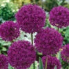 Allium Purple Sensation 10-11cm Ornamental Onions -Plant Flower Store Allium Purple Sensation 0000440 20395.1666251891
