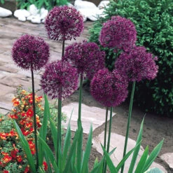Allium Purple Sensation 10-11cm Ornamental Onions -Plant Flower Store Allium Purple Sensation 0000440 89944.1666251891