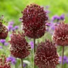 Allium Red Mohican 10cm+ Ornamental Onions -Plant Flower Store Allium Red Mohican 0008422 89361.1623343828